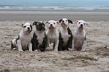 BOULEDOGUE AMERICAIN 126